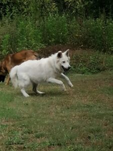 hond blaft