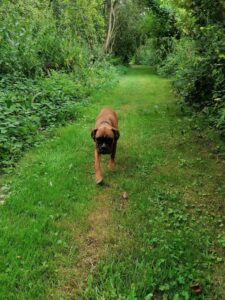 hond blaft