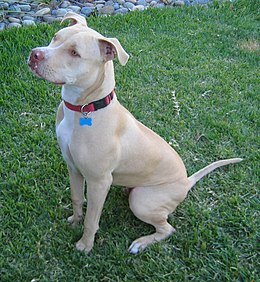 hond opvoeden