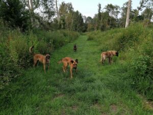 Herder trainen