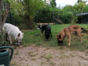 herder trainen