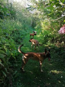 Herder trainen
