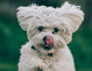 puppy bijten afleren