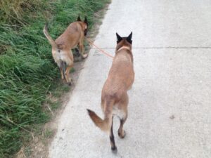 Roedelopname aan de lijn