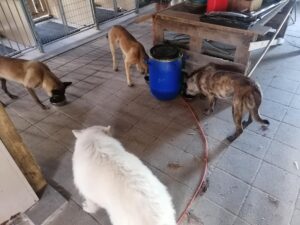 handleiding opvoeden hond