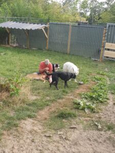 Gehoorzaamheidstraining hond