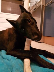 Bijten pup afleren