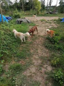 anstige hond pension
