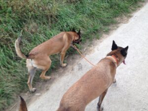 angstige hond trainen