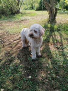 angstige hond
