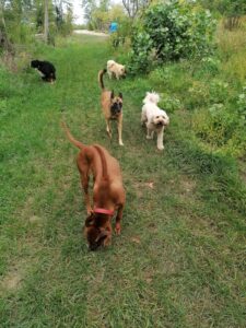 interne hondentraining roedel opname hond