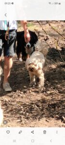 onzin van de positieve hondentraining