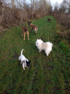 interne hondentraining roedelopname