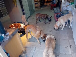 Hondenpension Werkendam Brabant