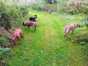 Hondentrainer Leon Brinkers