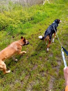 de beste hondentraining