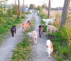 de beste hondentraining