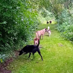 interne hondentraining Leon Brinkers