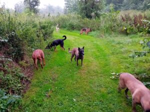 interne hondentraining