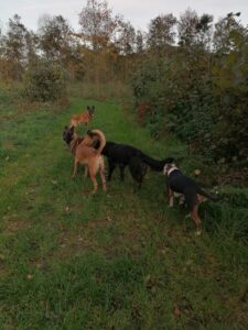 wat is een probleemhond?