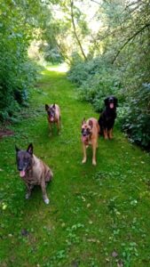 Handleiding opvoeden hond