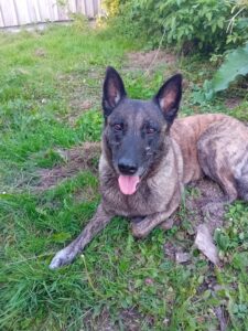 wat 80% van de hondeneigenaren niet weet