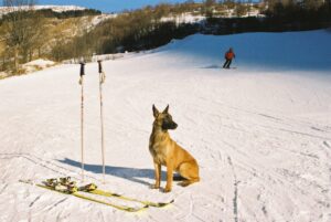 Leiderschap met honden