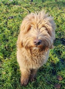 De grootste honden opvoed fout