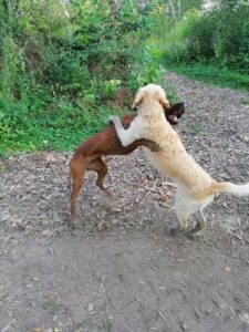 Hondentraining. 10% hond en 90% mensentraining voor de baasjes